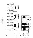 Fig. 11 - Membrane transporter NaPi2b (SCL34A2) epitope antibodies