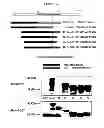 Fig. 13 - Membrane transporter NaPi2b (SCL34A2) epitope antibodies
