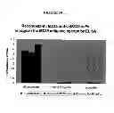 Fig. 22 - Membrane transporter NaPi2b (SCL34A2) epitope antibodies