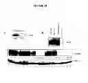 Fig. 27 - Membrane transporter NaPi2b (SCL34A2) epitope antibodies