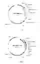 Fig. 02 - Fully human antibodies against human 4-1BB