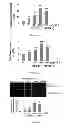Fig. 05 - METHOD AND MEDICAMENT FOR INHIBITING LYMPHANGIOGENESIS