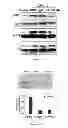 Fig. 06 - METHOD AND MEDICAMENT FOR INHIBITING LYMPHANGIOGENESIS