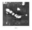Fig. 09 - Functional influenza virus-like particles (VLPs)