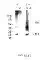 Fig. 13 - Functional influenza virus-like particles (VLPs)