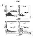 Fig. 05 - COMPOSITIONS AND METHODS FOR CANCER TREATMENT
