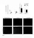 Fig. 20 - COMPOSITIONS AND METHODS FOR CANCER TREATMENT