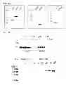 Fig. 02 - Herpes virus vaccine and methods of use
