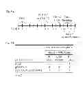Fig. 08 - Herpes virus vaccine and methods of use
