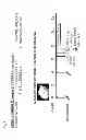 Fig. 20 - Herpes virus vaccine and methods of use