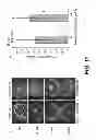 Fig. 12 - SILK COMPOSITIONS AND METHODS OF USING SAME