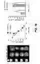 Fig. 17 - SILK COMPOSITIONS AND METHODS OF USING SAME