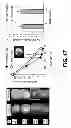 Fig. 18 - SILK COMPOSITIONS AND METHODS OF USING SAME