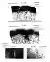 Fig. 13 - METHODS FOR PREPARATION OF NEO-CARTILAGE CONSTRUCTS