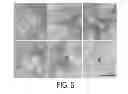 Fig. 07 - MATERIALS AND METHODS FOR CONTROLLING VASCULOGENESIS FROM ENDOTHELIAL COLONY FORMING CELLS