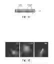 Fig. 25 - MATERIALS AND METHODS FOR CONTROLLING VASCULOGENESIS FROM ENDOTHELIAL COLONY FORMING CELLS