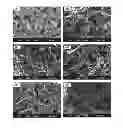 Fig. 01 - Chitosan hydrogel derivatives as a coating agent with broad spectrum of antimicrobial activities