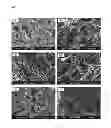 Fig. 02 - Chitosan hydrogel derivatives as a coating agent with broad spectrum of antimicrobial activities