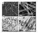 Fig. 01 - COLLAGEN BASED MATERIALS AND USES RELATED THERETO