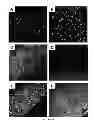Fig. 17 - COLLAGEN BASED MATERIALS AND USES RELATED THERETO