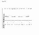 Fig. 17 - STABILISED VACCINE COMPOSITION