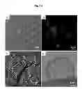 Fig. 02 - Dopamine nanocapsules and uses thereof