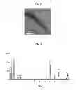 Fig. 04 - Dopamine nanocapsules and uses thereof