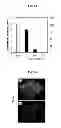 Fig. 13 - Dopamine nanocapsules and uses thereof