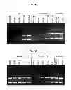 Fig. 19 - Dopamine nanocapsules and uses thereof