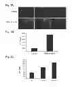Fig. 06 - Compositions of functional mitochondria and uses thereof