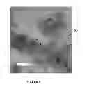 Fig. 03 - Surface-modified, exfoliated nanoplatelets as mesomorphic structures in solutions and polymeric matrices