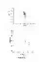 Fig. 07 - Surface-modified, exfoliated nanoplatelets as mesomorphic structures in solutions and polymeric matrices