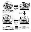 Fig. 01 - Polyelectrolyte multilayers having salt-controlled internal structures