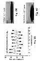 Fig. 06 - Multilayer hydrogels with pH-responsive swelling and surface wettability