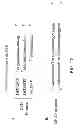 Fig. 23 - METHODS FOR GENETIC ANALYSIS OF DNA TO DETECT SEQUENCE VARIANCES