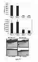Fig. 13 - Culture Based Screening Assay and Methods of Use Thereof to Identify Agents Which Modulate Tumor Development, Invasion and Differentiation