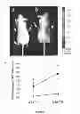 Fig. 16 - Culture Based Screening Assay and Methods of Use Thereof to Identify Agents Which Modulate Tumor Development, Invasion and Differentiation