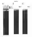 Fig. 19 - Culture Based Screening Assay and Methods of Use Thereof to Identify Agents Which Modulate Tumor Development, Invasion and Differentiation