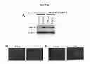Fig. 25 - Culture Based Screening Assay and Methods of Use Thereof to Identify Agents Which Modulate Tumor Development, Invasion and Differentiation