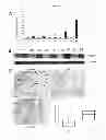 Fig. 26 - Culture Based Screening Assay and Methods of Use Thereof to Identify Agents Which Modulate Tumor Development, Invasion and Differentiation