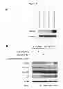 Fig. 27 - Culture Based Screening Assay and Methods of Use Thereof to Identify Agents Which Modulate Tumor Development, Invasion and Differentiation