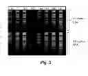 Fig. 06 - Single cell nucleic acid analysis