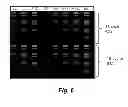 Fig. 07 - Single cell nucleic acid analysis