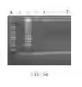 Fig. 05 - PRIMER SET AND A METHOD FOR IDENTIFICATION OF MEAT SPECIES