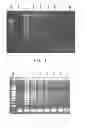 Fig. 06 - PRIMER SET AND A METHOD FOR IDENTIFICATION OF MEAT SPECIES