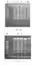 Fig. 08 - PRIMER SET AND A METHOD FOR IDENTIFICATION OF MEAT SPECIES