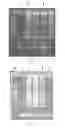 Fig. 11 - PRIMER SET AND A METHOD FOR IDENTIFICATION OF MEAT SPECIES