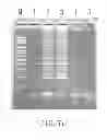 Fig. 12 - PRIMER SET AND A METHOD FOR IDENTIFICATION OF MEAT SPECIES