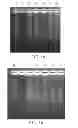 Fig. 13 - PRIMER SET AND A METHOD FOR IDENTIFICATION OF MEAT SPECIES
