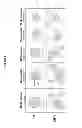 Fig. 05 - High-Resolution Clonal Typing of Escherichia coli
